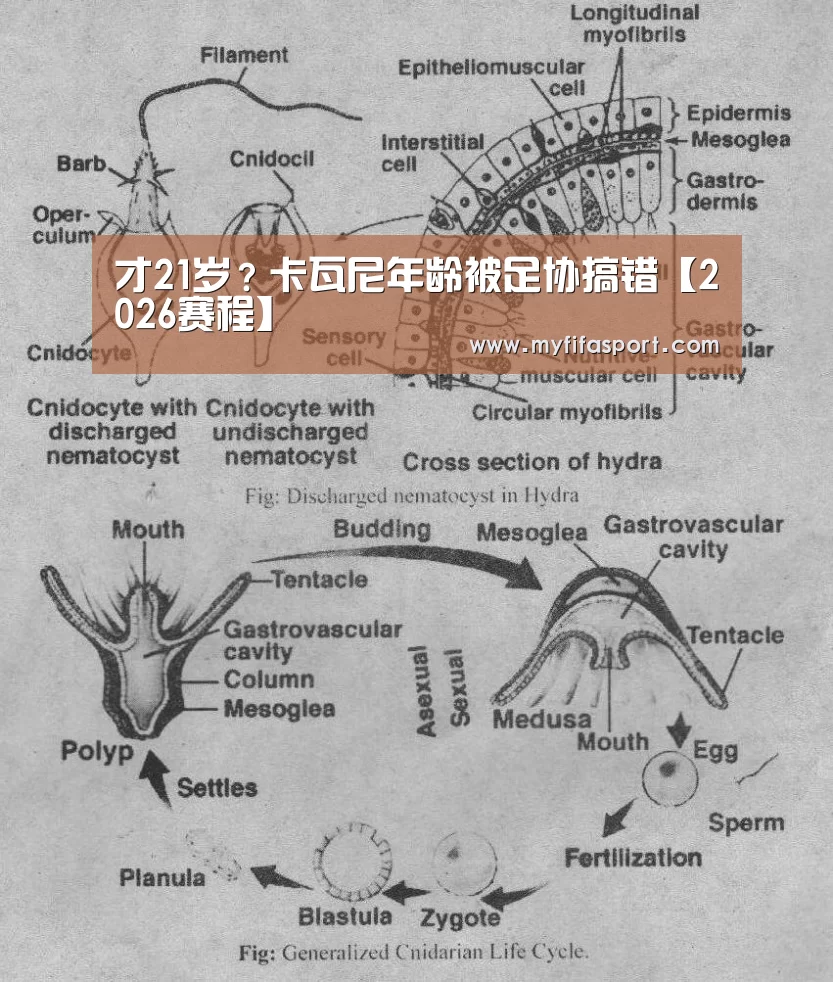 才21岁?卡瓦尼年龄被足协搞错【2026赛程】(图1) 2026赛程